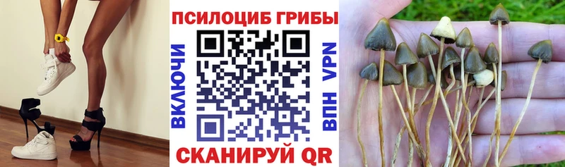 Купить  Бикин  Галлюциногенные грибы GOLDEN TEACHER 